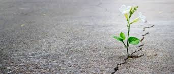 Resilience in the Workplace | Why is it Important?