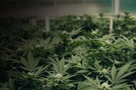 The problem is the price; Should You Use Light Deprivation To Grow Cannabis