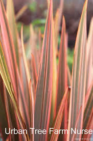 Image result for Cyperus tenax