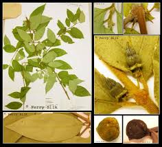 Image result for Canthium