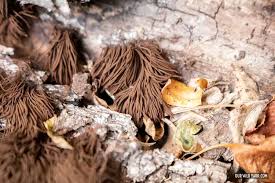 Image result for Stemonitis splendens