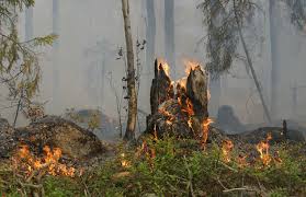 Läs det senaste om skogsbrand, alla nyheter och reportage finns här på www.nwt.se. Kontrollerade Skogsbrander Hjalper Manga Arter Naturvardsverket