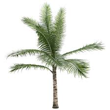 Image result for Acanthophoenix