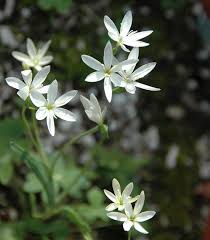 Image result for Hesperantha petitiana