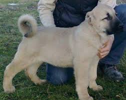 Kangal Yavrusu Fiyatlari 2021