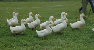 Pekin Ordegi Ormanya