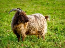 Long Haired Golden Brown Pygmy Goat A Soft Golden Brown Pygmy Goat With Head Tu Ad Soft Goat Brown Golden Pygmy Goats Pygmy Goat Long Hair Styles