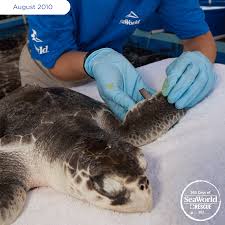 The Oil Spill In The Gulf Of Mexico Affected Many Marine Animals Such As This Endangered Kemp S Ridley Sea Turtle Here Marine Animals Rescue Team Sea World