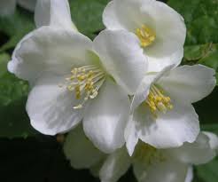 Resultado de imagem para flores brancas