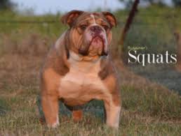 We have 7 bulldog puppies all boys, we have chocolate tri, blue tri, and black tri, they have been microchipped, fully wormed, had their health check and their first injections, they. Chocolate Olde English Bulldogge Puppies For Sale