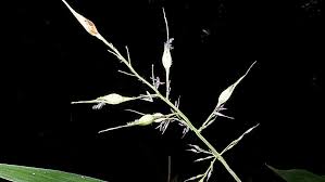 Image result for Olyra latifolia