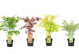 Acer palmatum, l'érable du japon, est un petit arbre qui procure une ombre légère et laisse magnifiquement filtrer les rayons du soleil dans sa frondaison. Lot De 4 Erables Japonais Outspot