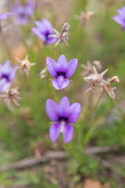 Image result for Monopsis