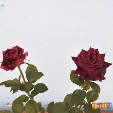 Ini bagian dari image gambar sketsa bunga mawar hitam putih yang dapat kami sajikan untuk anda. Mawar Merah Abra Hitam Ukuran Besar Ibad Garden