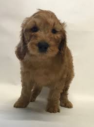 We did not find results for: Wavy Harmony Original Australian Labradoodle Hundezucht