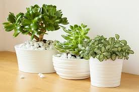 Before we start, i would like to say something in nurseries and garden shops we can find specific fertilizers for cactus and crasses, in. Succulent Fertilizer India How To Fertilize Succulents India Gardening