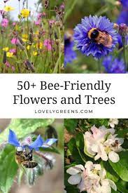 The area you designate for your flower garden turns into a habitat for honey being a single flower, they make an excellent food source for pollinators, plus the single stem option works well for cut flowers. 50 Flowers And Trees To Grow In A Bee Friendly Garden Lovely Greens