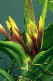 Image result for Monadenium rugosum