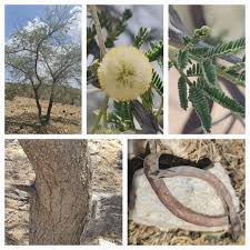 Image result for Acacia gerrardii