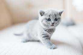 En Guzel Yabanci Kedi Isimleri Miyavliyo