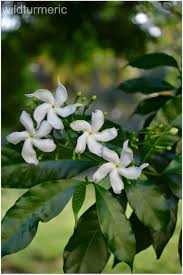 Chandni Flower Nandiyavattai Poo Carnation Of India Uses Benefits Cure For Burning Sensation In Eyes Wildturmeric Indoor Flowering Plants Cosmos Flowers Flowers