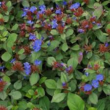 Plants are categorized by flower color and leaf arrangement below. Plant Identification Blue And Purple Flowers