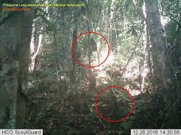 I will start with a video of some spectacular birds found in, but may not be endemic to, the philippines. Endemic Species Caught On Cam Sunstar