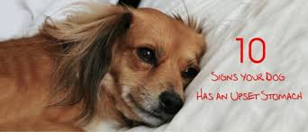 Discover perfect digestion dog food. 10 Signs Your Dog Has An Upset Stomach Wag The Dog Uk