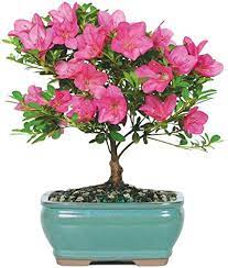 The satsuki azalea is a popular choice among bonsai. Amazon Com Brussel S Live Satsuki Azalea Outdoor Bonsai Tree 5 Years Old 6 To 8 Tall With Decorative Container Garden Outdoor
