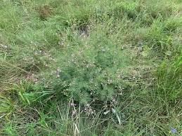 Image result for Grona setigera