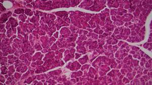 .cell size checkpoints is that in a 00:24:56.00 population of animal cells or yeast cells proliferating in culture, there is a distribution of sizes 00:25:03.00 and that distribution remains constant if the. Q Why Do Animal Cells Stay So Small A Gravity The Atlantic