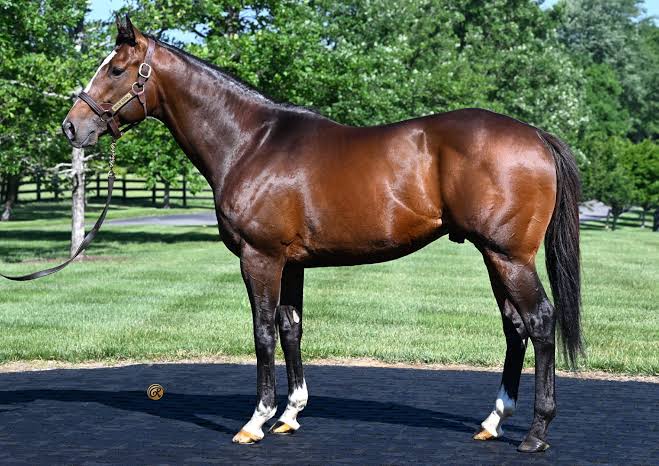 Patch Adams - WinStar Farm