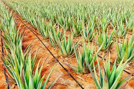 A Comprehensive Guide to Farming in Kenya 