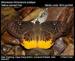 Image result for Trichoneura
