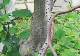 It can be trimmed and shaped to have one trunk. Gardening Q A Henry Lauder S Walking Stick Felled By Blight Pittsburgh Post Gazette