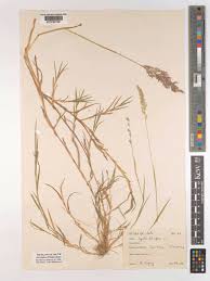 Image result for Sporobolus welwitschii