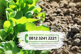 Benih bibit jagung manis pulut ketan putih victoria f1 50 biji bisi. Jual Benih Biji Sayur Bayam Tamanbibit Com