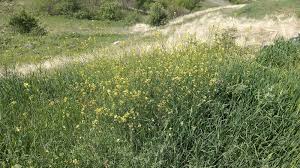 Image result for Sisymbrium orientale