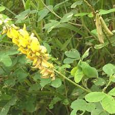 Dalam satu tangkai, terdapat sekitar 16 daun, berukuran lebar 1 cm, panjang 2 cm. Daun Orok Orok Crotaralia Juncae Shopee Indonesia