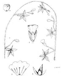 Image result for Ixora kalehensis