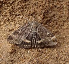 Image result for Pyrausta despicata