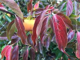 Image result for Diospyros kirkii