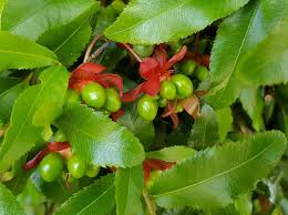 Image result for Ochna schweinfurthiana