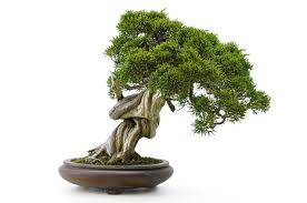 Besonders die chinesische wacholder sorten shimpaku und itoigawa werden gern als bonsai gepflegt und entsprechend oft im bonsaihandel angeboten. Chinesischer Wacholder Itoigawa 26 Cm 35 Jahre Alt Bonsaiplaza
