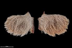 Image result for Marsilea villifolia