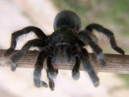 In addition to this, tarantulas tend to be quite clean animals, make little or no noise and require minimal regular maintenance. Spiders In The Garden Black And Orange Tarantula Spider Tarantula Spider Black