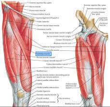 On the inside of the thigh are the adductors, i.e. Posterior Thigh Muscles Origin Nerve Supply Function