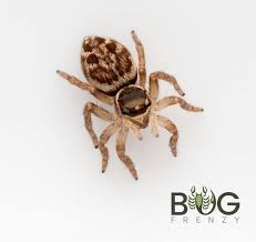 Red-headed jumping spider leopard form (Maratus griseus) captive-bred  juvies