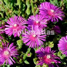 Image result for Helichrysum cooperi