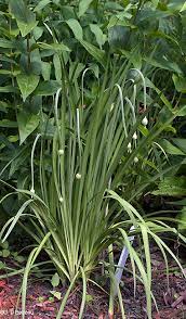 Check spelling or type a new query. Prairie Wild Onion Allium Stellatum Fraser Ex Ker Gawl